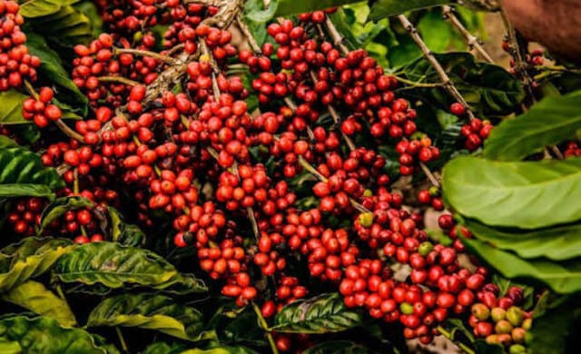 Cerejas de café maduras no cafeeiro