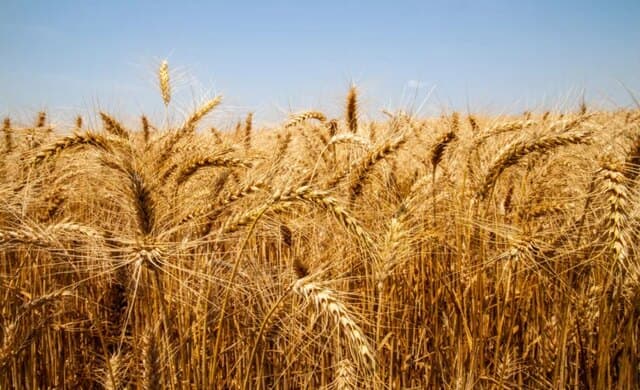 Espigas de trigo maduras em lavoura