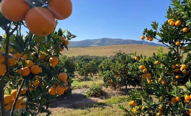 Laranjeiras carregadas de frutos